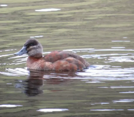 File:Oxyura ferruginea Pato rufo Andean Duck, Manizales, Caldas, Colombia (8723247331).jpg