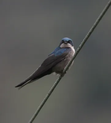 File:Orochelidon murina Golondrina plomiza Brown-bellied Swallow (8723247563).jpg
