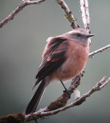 File:Ochthoeca fumicolor Pitajo ahumado Brown-backed Chat-Tyrant (8724367640).jpg
