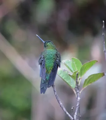 File:Eriocnemis mosquera Calzoncitos aúreo Golden-breasted Puffleg (8723247991).jpg