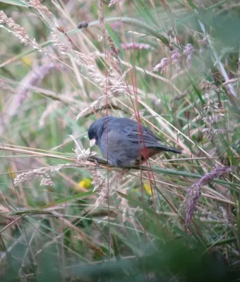 File:Catamenia homochroa Semillero de Páramo Paramo Seedeater (8723249477).jpg