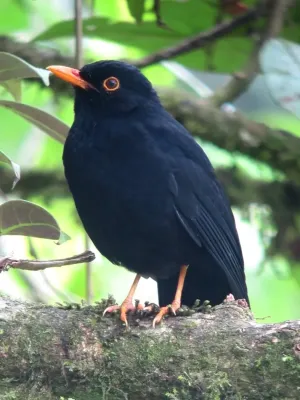 File:Turdus serranus Mirla serrana Glossy-Black Thrush ( male ) (8698403263).jpg