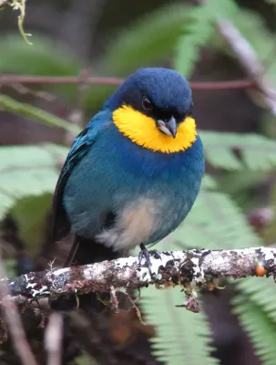 File:Iridosornis porphyrocephalus Musguerito gargantilla Purplish-mantled Tanager (8676311202).jpg