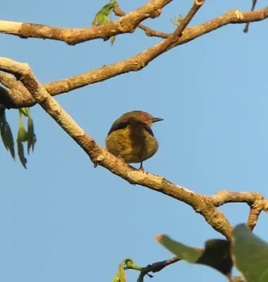 File:Dacnis flaviventer Dacnis pechiamarilla Yellow-bellied Dacnis (female) (8615063598).jpg
