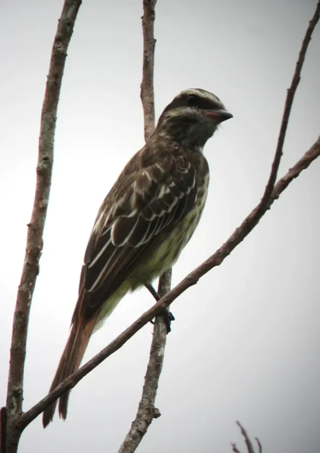 File:Empidonomus varius Atrapamoscas veteado Variegated Flycatcher (8614950146).jpg