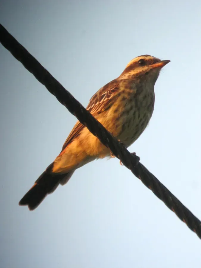 File:Empidonomus varius Atrapamoscas veteado Variegated Flycatcher (8614944514).jpg