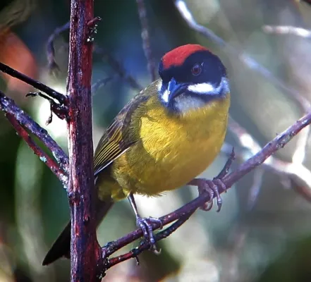 File:Atlapetes albofrenatus Gorrión montés bigotudo Moustached Brush-Finch (8614182238).jpg