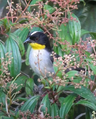 File:Atlapetes albinucha Gorrión montés gorgiamarillo White-naped Brush-Finch (8602222793).jpg