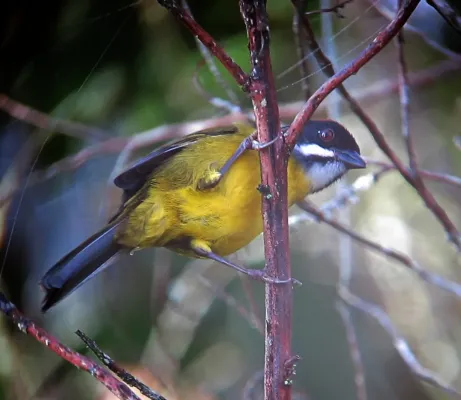 File:Atlapetes albofrenatus Gorrión montés bigotudo Moustached Brush-Finch (8601011270).jpg