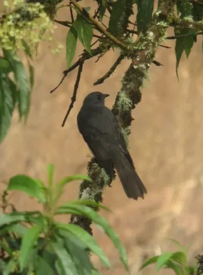 File:Lipaugus fuscocinereus Guardabosque cenizo Dusky Piha (8598165983).jpg