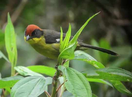 File:Atlapetes latinuchus Gorrión montés cabecirrufo Yellow-breasted Brush-Finch (8597340003).jpg