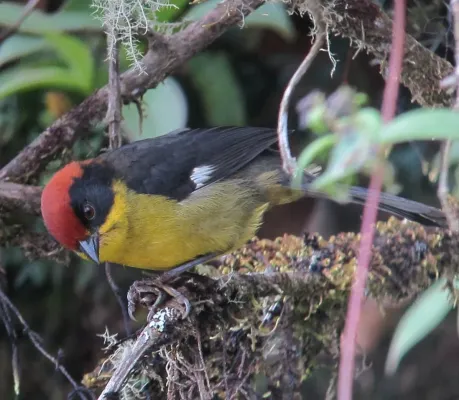 File:Atlapetes latinuchus Gorrión montés cabecirrufo Yellow-breasted Brush-Finch (8598444118).jpg