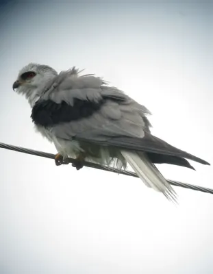 File:Elanus leucurus Gavilán maromero White-tailed Kite (8582811007).jpg