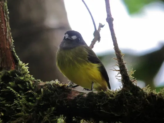 File:Myiotriccus ornatus Atrapamoscas ornado Ornate Flycatcher (8552369433).jpg