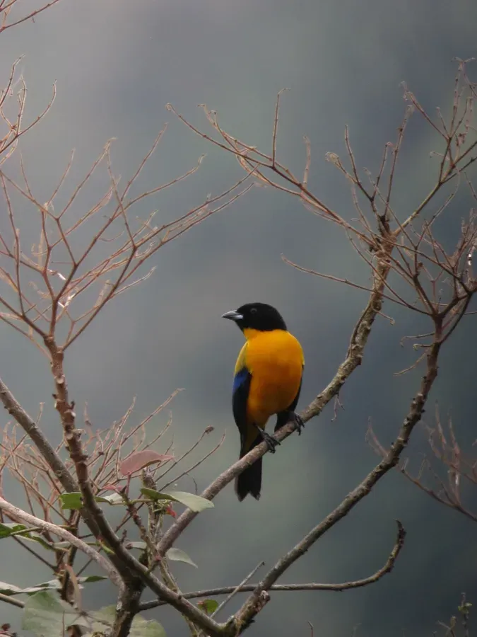 File:Anisognathus notabilis Tangara del Pacífico Black-chinned Mountain-Tanager (8553419710).jpg
