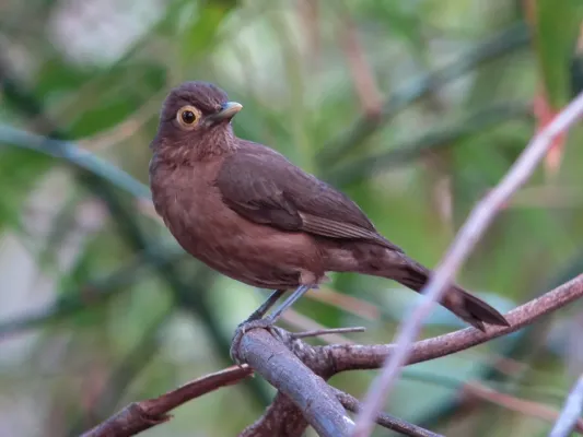 File:Turdus nudigenis Mirla caripelada Spectacled Thrush (8496077676).jpg