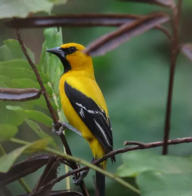 File:Icterus nigrogularis Turpial amarillo Yellow Oriole (8495625798).jpg