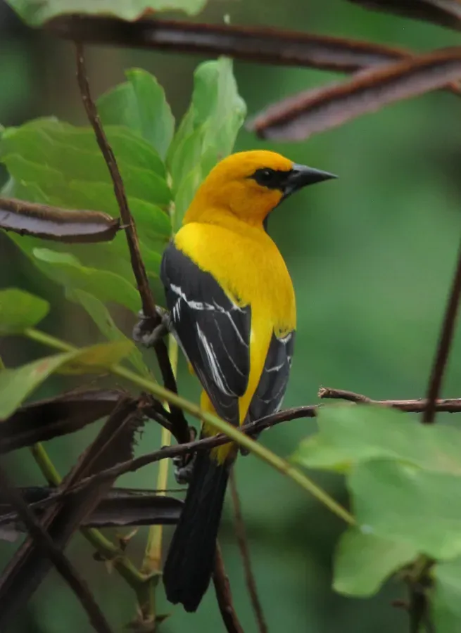 File:Icterus nigrogularis Turpial amarillo Yellow Oriole (8495625580).jpg