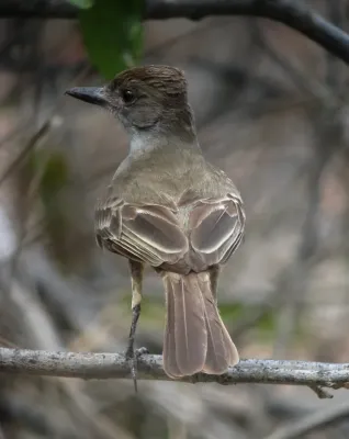 File:Myiarchus ferox Atrapamoscas garrochero Short-crested Flycatcher (8491820411).jpg