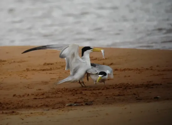 File:Sternula superciliaris Gaviotín fluvial Yellow-billed Tern (8492219028).jpg