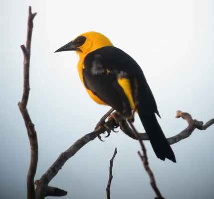 File:Gymnomystax mexicanus Turpial lagunero Oriole Blackbird (8492137474).jpg