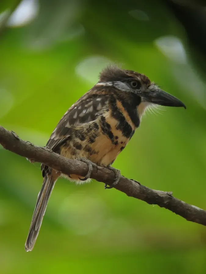 File:Hypnelus bicinctus Bobo punteado Two-banded Puffbird (8490980533).jpg