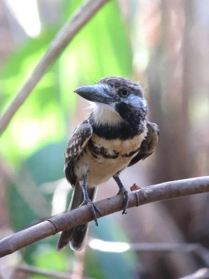 File:Hypnelus bicinctus Bobo punteado Two-banded Puffbird (8487499786).jpg