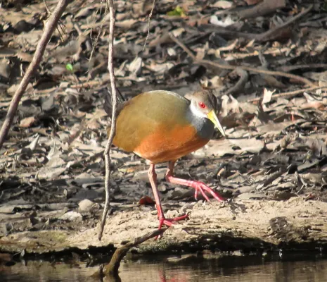 File:Aramides cajaneus Chilacoa colinegra Grey-necked Wood-Rail (8486966256).jpg