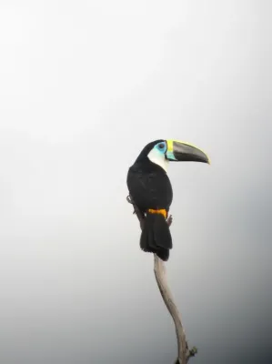 File:Ramphastos tucanus Tucán silbador White-throated Toucan (8485158211).jpg