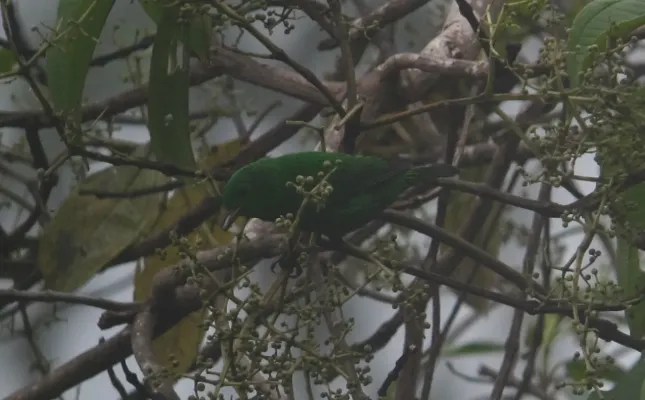 File:Chlorochrysa phoenicotis Tangara esmeralda Glistening-green Tanager (8451053350).jpg