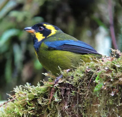 File:Bangsia aureocincta Tangara de Tatamá Gold-ringed Tanager (8449966361).jpg