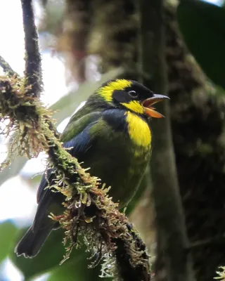 File:Bangsia aureocincta Tangara de Tatamá Gold-ringed Tanager (8451053968).jpg