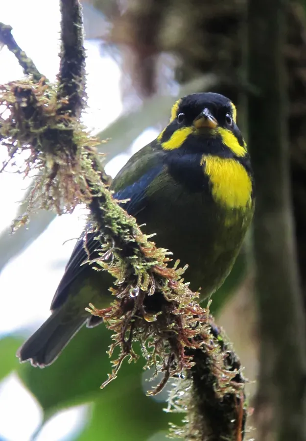 File:Bangsia aureocincta Tangara de Tatamá Gold-ringed Tanager (8451054400).jpg