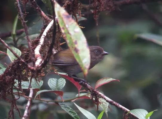 File:Chlorospingus semifuscus Montero grisáceo Dusky Bush-Tanager (8451004038).jpg