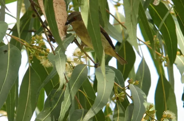 File:Dacnis hartlaubi Dacnis turquesa Turquoise Dacnis (female) (8448622562).jpg