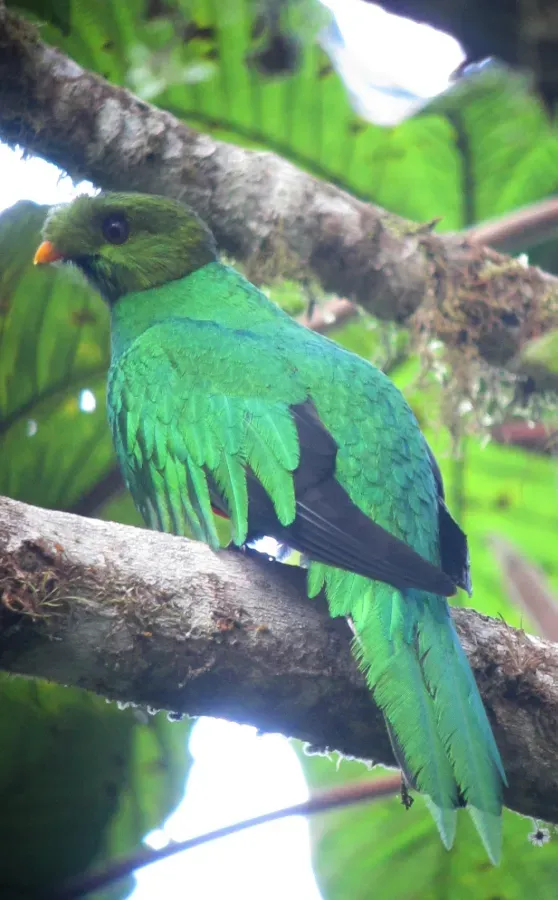 File:Pharomachrus auriceps Quetzal colinegro Golden-headed Quetzal (8448497936).jpg
