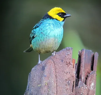 File:Tangara xanthocephala Tángara coronada Saffron-crowned Tanager (8448242032).jpg