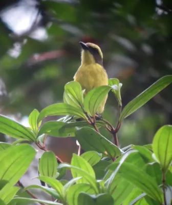 File:Conopias cinchoneti Suelda cejiamarilla Lemon-browed Flycatcher (8447038223).jpg
