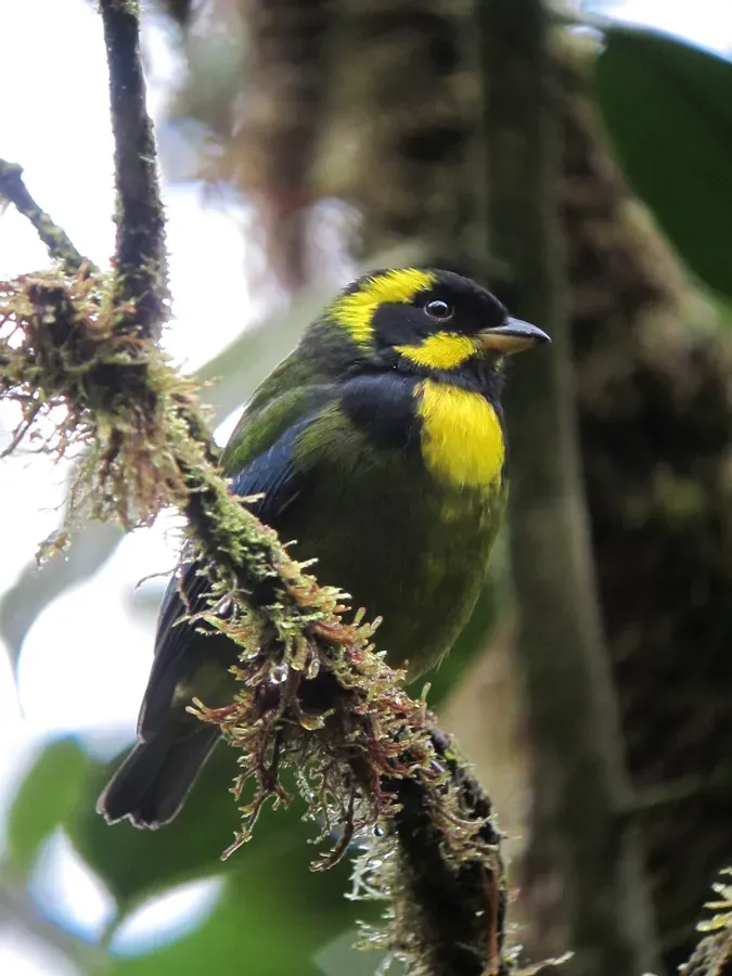 File:Bangsia aureocincta Tangara de Tatamá Gold-ringed Tanager (8442310588).jpg