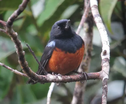 File:Diglossa gloriosissima Picaflor pechirrufo Chestnut-bellied Flowerpiercer (8441224313).jpg