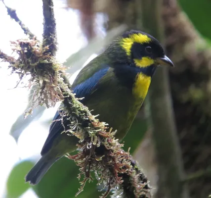 File:Bangsia aureocincta Tangara de Tatamá Gold-ringed Tanager (8441221175).jpg