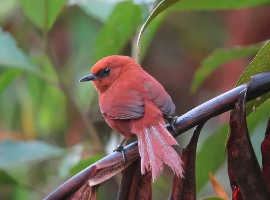 File:Synallaxis unirufa Chamicero de antifaz Rufous Spinetail (8441229545).jpg