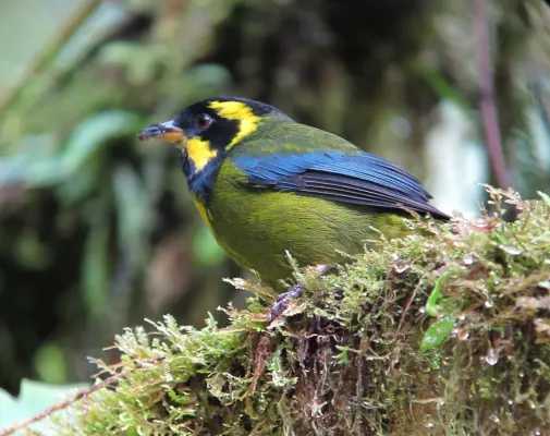 File:Bangsia aureocincta Tangara de Tatamá Gold-ringed Tanager (8442242032).jpg