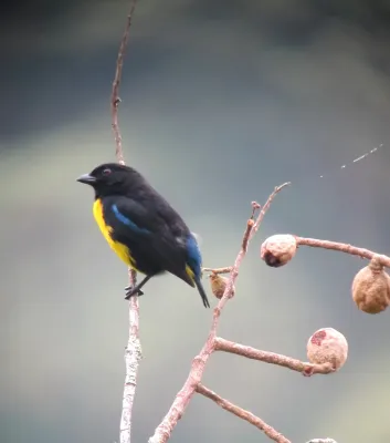 File:Bangsia melanochlamys Tangara aurinegra Black-and-Gold Tanager (8428305363).jpg