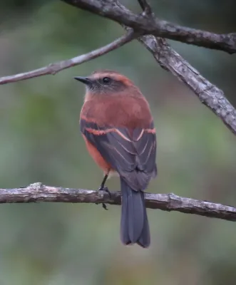 File:Ochthoeca fumicolor Pitajo ahumado Brown-backed Chat-Tyrant (11222145464).jpg