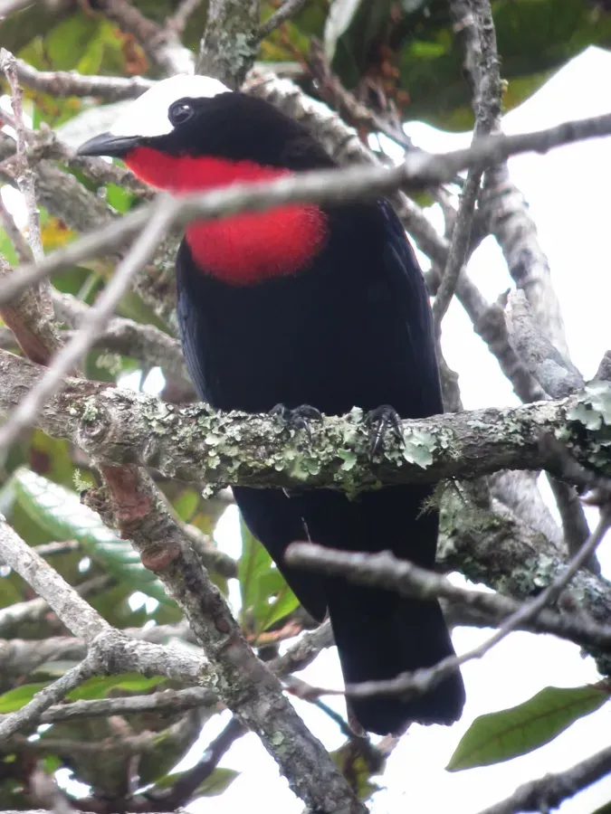 File:Sericossypha albocristata Pollo de monte White-capped Tanager (11198228053).jpg