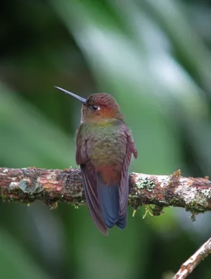 File:Haplophaedia aureliae Calzoncitos verdoso Greenish Puffleg (11198227703).jpg