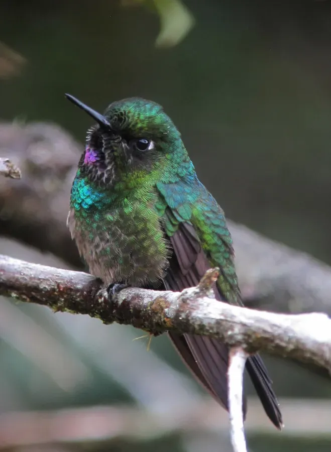 File:Heliangelus exortis Heliángelus belicoso Tourmaline Sunangel (11198227723).jpg