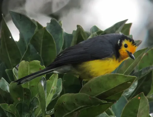 File:Myioborus ornatus Abanico cariblanco Golden-fronted Whitestart (11177902033).jpg
