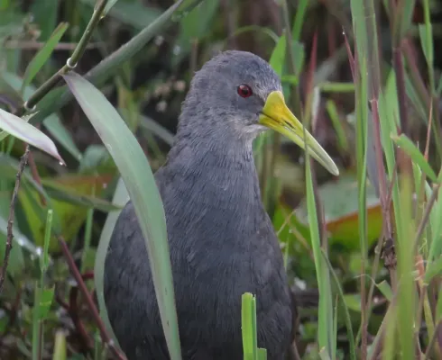 File:Pardirallus nigricans Rascón negruzco Blackish Rail (10996176545).jpg